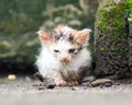 The poor kitten looked unhealthy, cold, and had wet fur sitting next to a brick Royalty Free Stock Photo