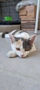 Poor kitten lying on the ground Royalty Free Stock Photo