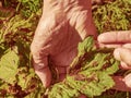 Poor leaves of currants affected by currant aphids berry bush disease Royalty Free Stock Photo