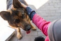 poor little girl with a dog in village Royalty Free Stock Photo