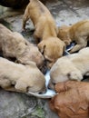 Poor little street pups drinking milk