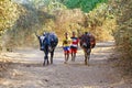 Poor malagasy boy leading angry bulls