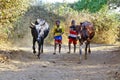 Poor malagasy boy leading angry bulls