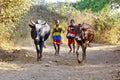 Poor malagasy boy leading angry bulls