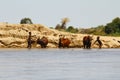 Poor malagasy boys washing angry bulls- zebu in river, madagasca