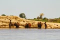 Poor malagasy boys washing angry bulls- zebu in river, madagasca