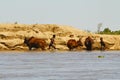 Poor malagasy boys washing angry bulls- zebu in river, madagasca