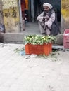 Poor man selling fruits in Indian local market