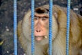 Poor monkeys are trapped in cages at the zoo