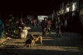 Poor neighborhood in Kolkata with people cycling in the street and stray dogs playing