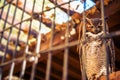 Poor Owl in Captivity Royalty Free Stock Photo