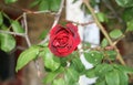 RED ROSE DYING
