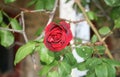 RED ROSE DYING Royalty Free Stock Photo