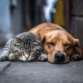 Poor sad hungry dirty homeless cat and dog sleep in the street together. Heartbreaking image of a hopeless homeless dog and cat