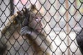 Poor sad monkey behind cage in zoo.loneliness monkey in the cage Royalty Free Stock Photo