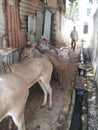 Poor sewage plan is a hazard even to domestic animals