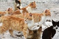 Poor stray cats Royalty Free Stock Photo