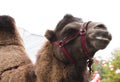 Poor tired circus camel during transportation to diverse zoo