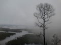 Poor tree that clammy by rain in Sentarum lake