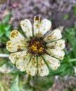 The poor white flower with with black spots