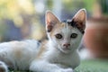 Poor white kitten sit on carpet with blur background