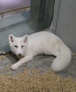 Poor white little arctic fox, tired eyes, waiting to feed