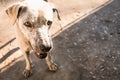 The poor white stray old dog stood looking sadly. Crazy dog in the park. The white-colored stray old dog in the park can become fe