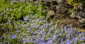 Poorman's Weatherglass Lysimachia foemina wildflowers
