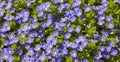 Poorman's Weatherglass Lysimachia foemina wildflowers