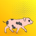 Pop Art Background Pig Pet Mini Pig. Vector of a vintage, retro style comic strip