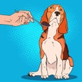 Pop Art Beagle Refuses to Eat. Sad Dog Doesnt Want to Take Food from Humans Hand