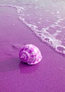 Pop Art Style Purple Colored Scotch Bonnet Sea Shell on Wet Sand Beach