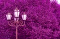 Pop art style magenta colored vintage streetlamps against tree foliage