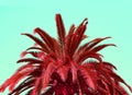 Surreal Style Ruby Red Palm Tree Foliage on Seafoam Green Background Royalty Free Stock Photo