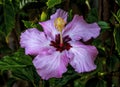 Pop Star Pink Burgundy Tropical Hibiscus Flowers Easter Island Chile