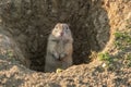 Popandau european - European ground squirrel - Spermophilus citellus