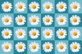 popart with twenty-four daisy blossoms on blue colored background