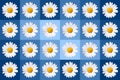 popart with twenty-four daisy blossoms on blue colored background