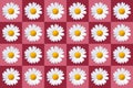 popart with twenty-four daisy blossoms on red colored background