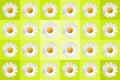 popart with twenty-four daisy blossoms on yellow colored background