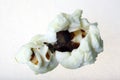 Popcorn Royalty Free Stock Photo