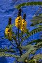 Popcorn cassia, also called peanut-butter cassia