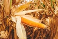 Popcorn cob in cultivated field Royalty Free Stock Photo