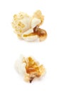 Popcorn flake isolated Royalty Free Stock Photo