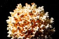 A popcorn kernel exploding into a nebula Royalty Free Stock Photo