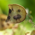 Pope`s coin seeds or lunaria annua Royalty Free Stock Photo