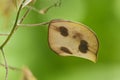 Pope`s coin seeds or lunaria annua Royalty Free Stock Photo