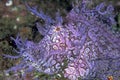 Popeyed scorpion fish