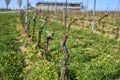 Grape vine lines in vinery in the begining of spring, Moravia Royalty Free Stock Photo