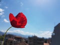 popie popie flower isolated red spring season